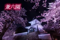 兼六園お花見の季節