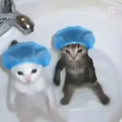 kedicanlar