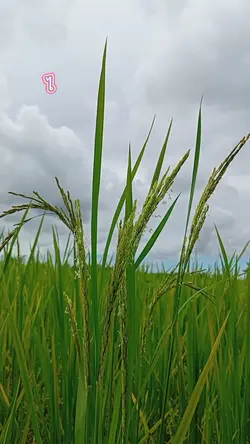 ข้าวออกรวง