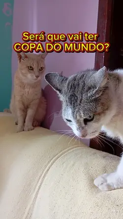 Piadinha dos gatos 