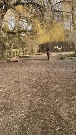 slow moo moo