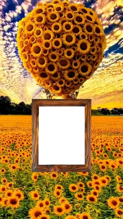 Girasoles