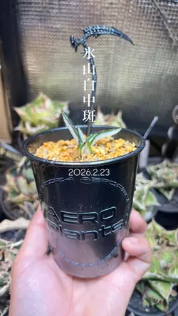 氷山白中斑　30秒PR