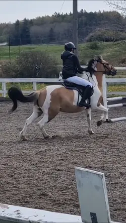 Spicy poney