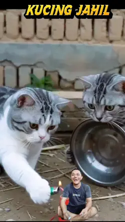 Kucing Jahil