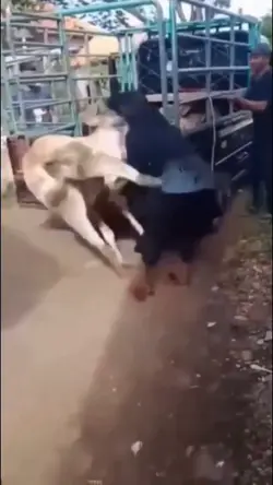 ditendang sapi LUCU
