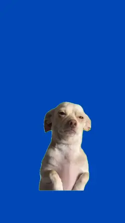 Perro sentimental