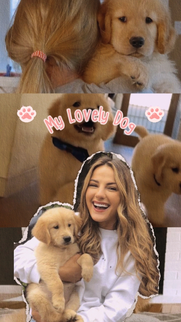 lovely dog