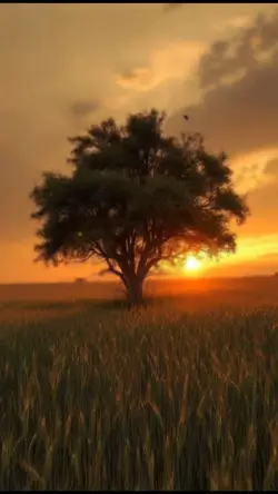 Harvest Sunset 