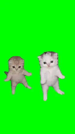 kittens gotta feelin