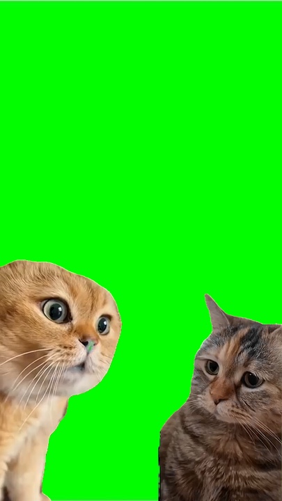 Percakapan kucing 