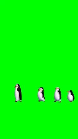 Penguins dancing