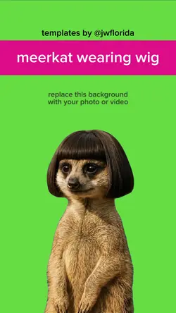 meerkat wearing wig