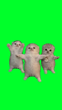 Cool kittens