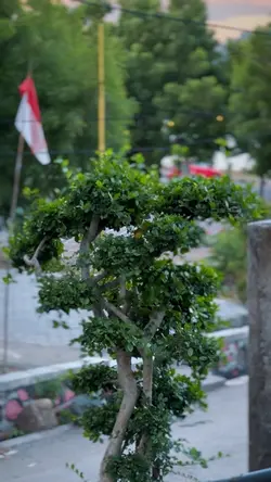 HD Jernih