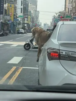 沈文程-舊情也綿綿