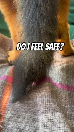Safe
