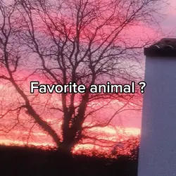 Fav animal ?