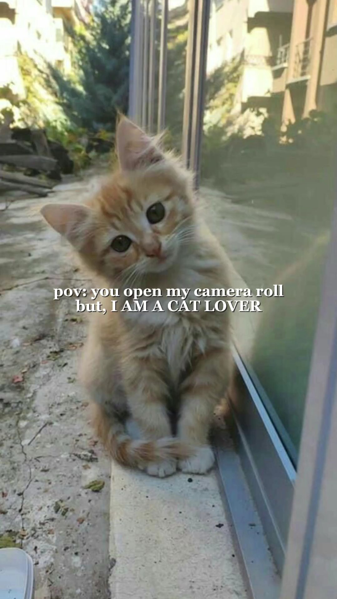 pov: cat lover