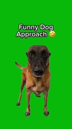 Funny Dog Approach 