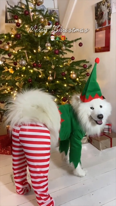 Mascota navideña