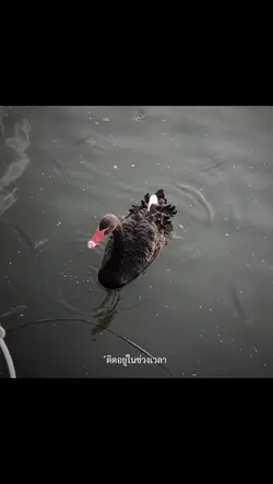 ความทรงจำ - วี วีโอเลต