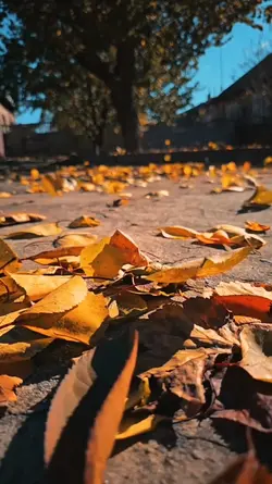 leaves