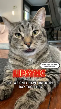 Lipsync Pet