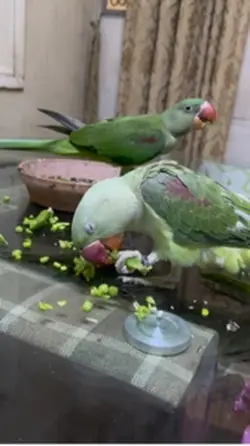 My Bird’s Routine