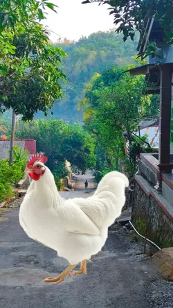 funny happy birthday