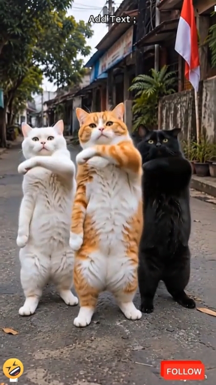 Tendencia del gato de baile