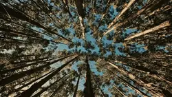 Cinematic
