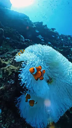 ikan hias nemo