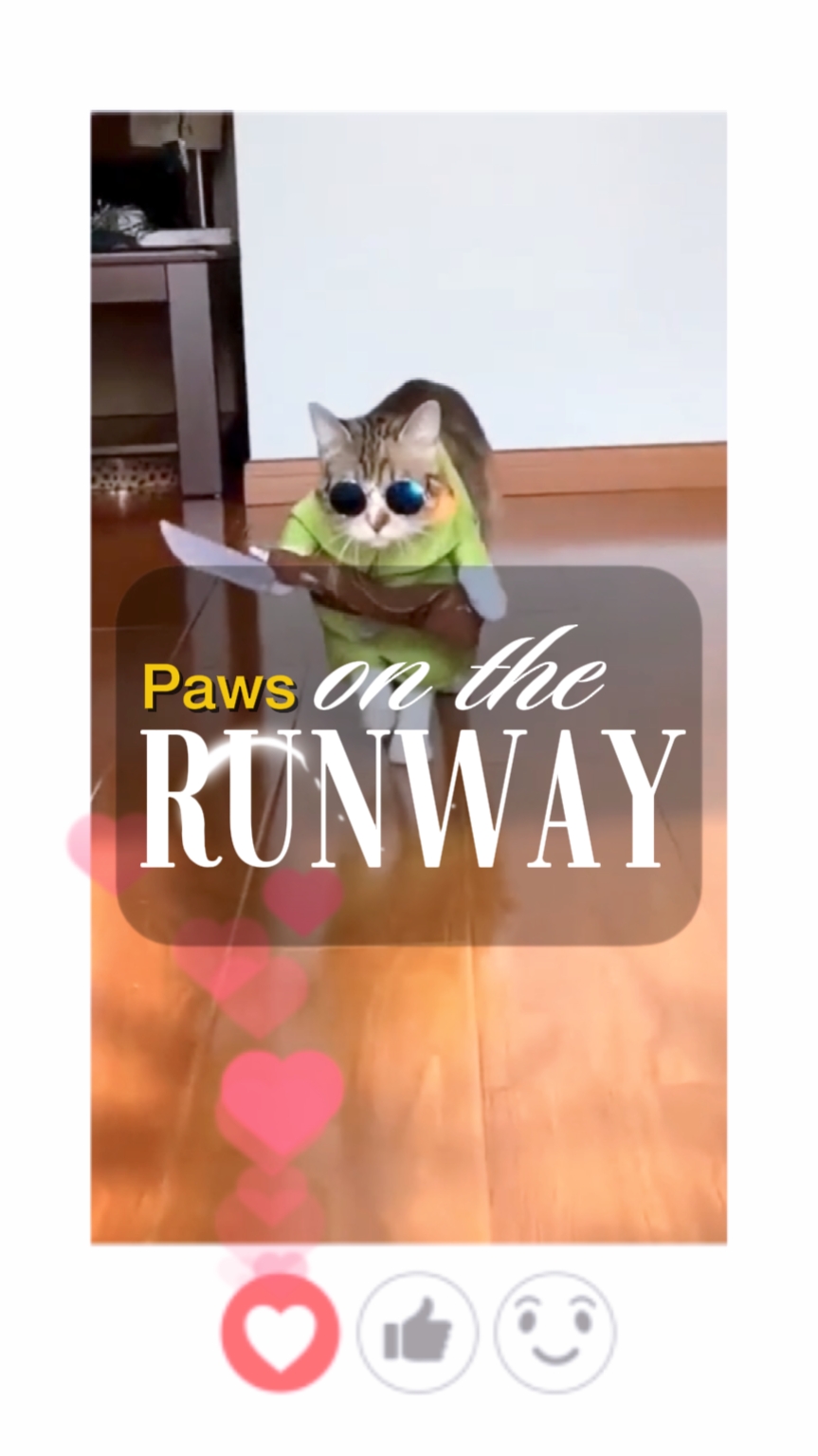 Pista De Patas