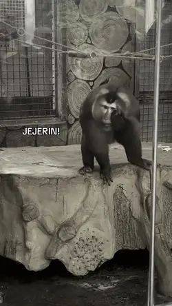 JEJERIN 