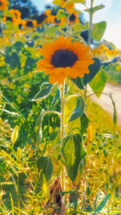 ひまわり🌻MV風編集✨