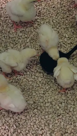 声消してます、！