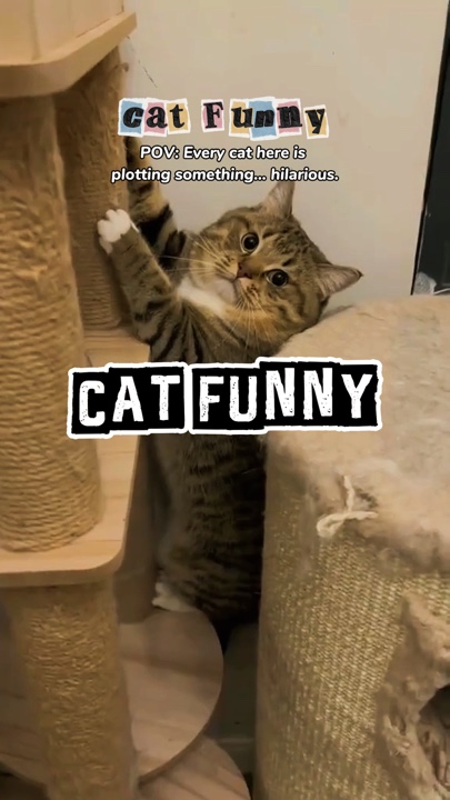 Katze lustig