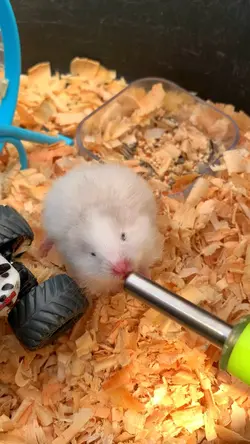 Hamster kepanasan