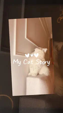 My Cat Story