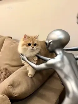 cat taken by alien