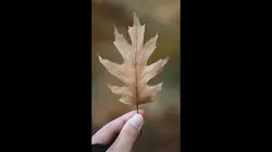 Bye November