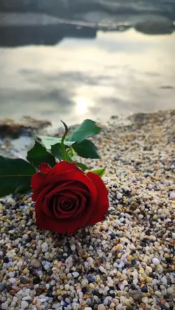 15 video or photo 🏆 