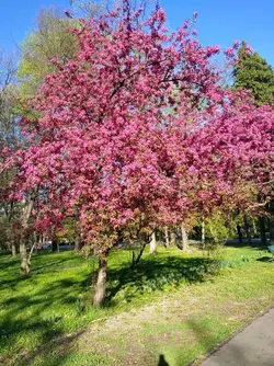 hello spring 