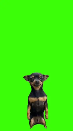 Cachorro.