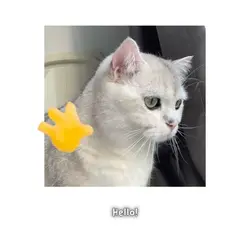 Hello cat meme