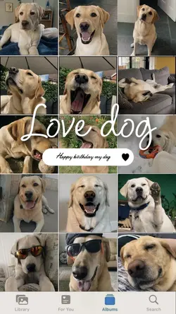 Birthday my dog