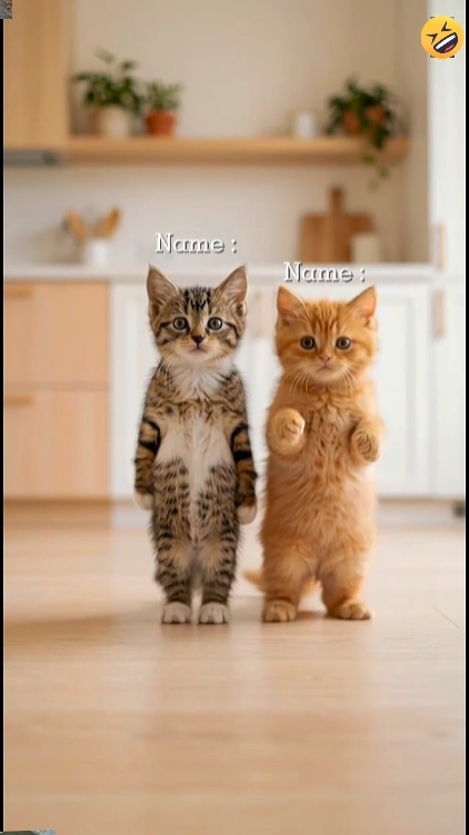 Cute Cat. Trend