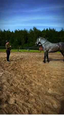 Trening koń 