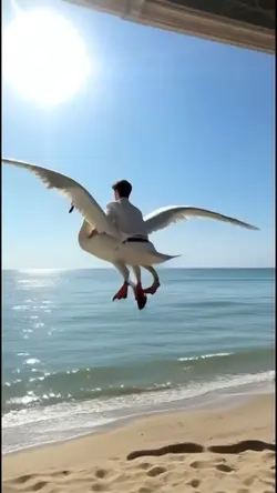 Flying swan
